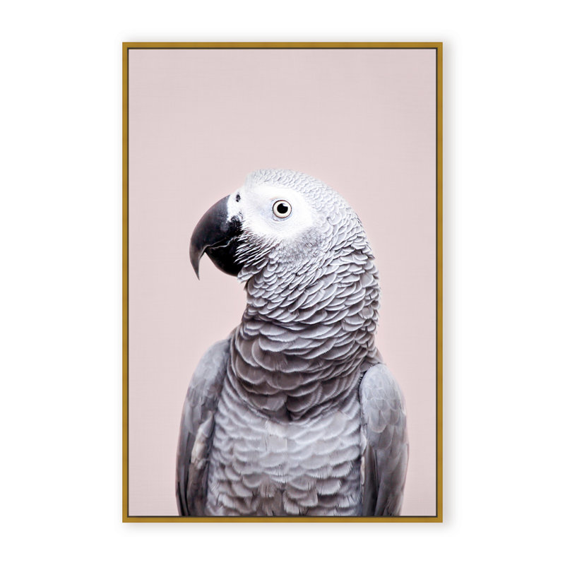 Nature Inspired African Gray by  - Picture Frame Photograph on Paper, 24" H x 16" W x 1.125" D, Framed Matted Print, Black