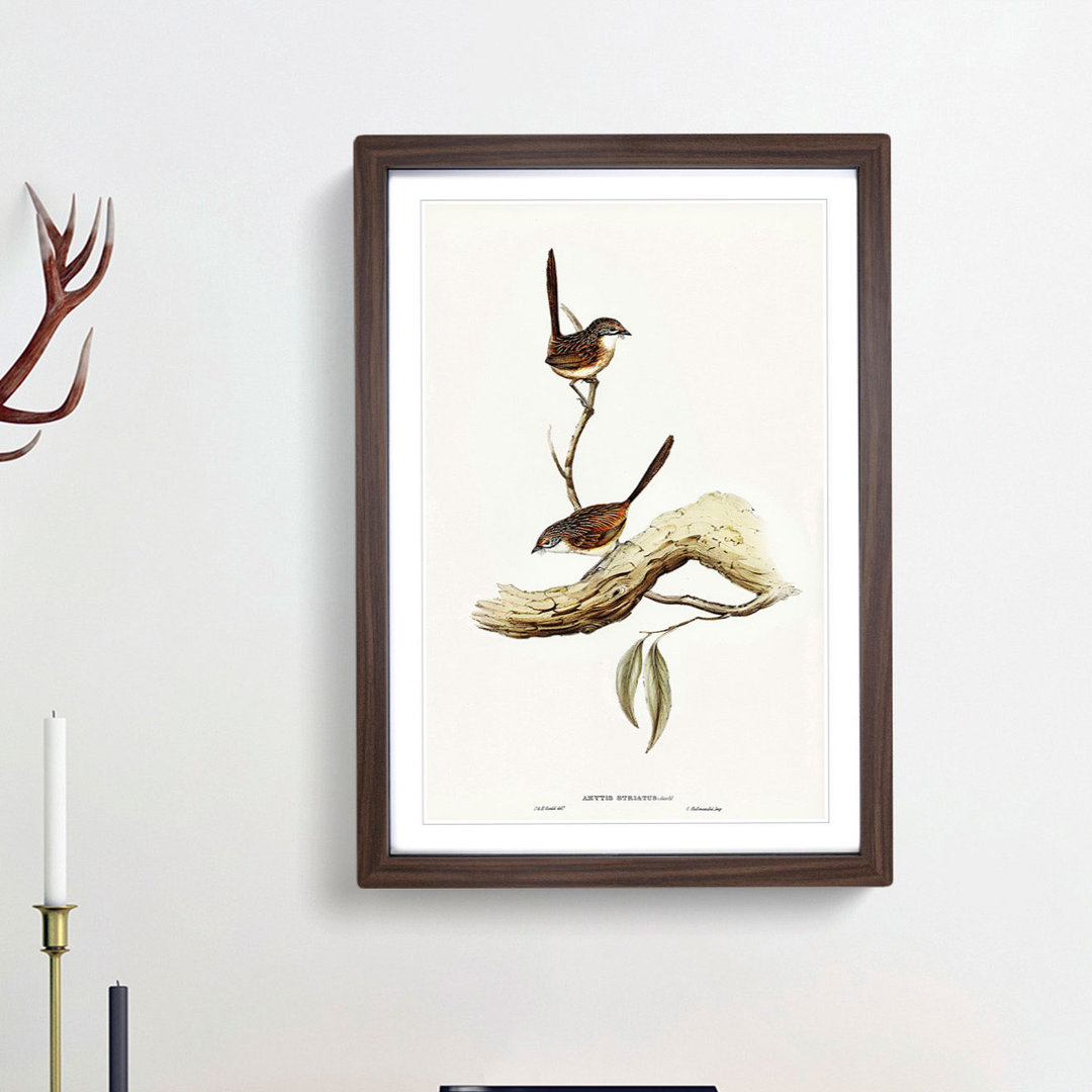 Striated Wrens by Elizabeth Gould - Framed Print