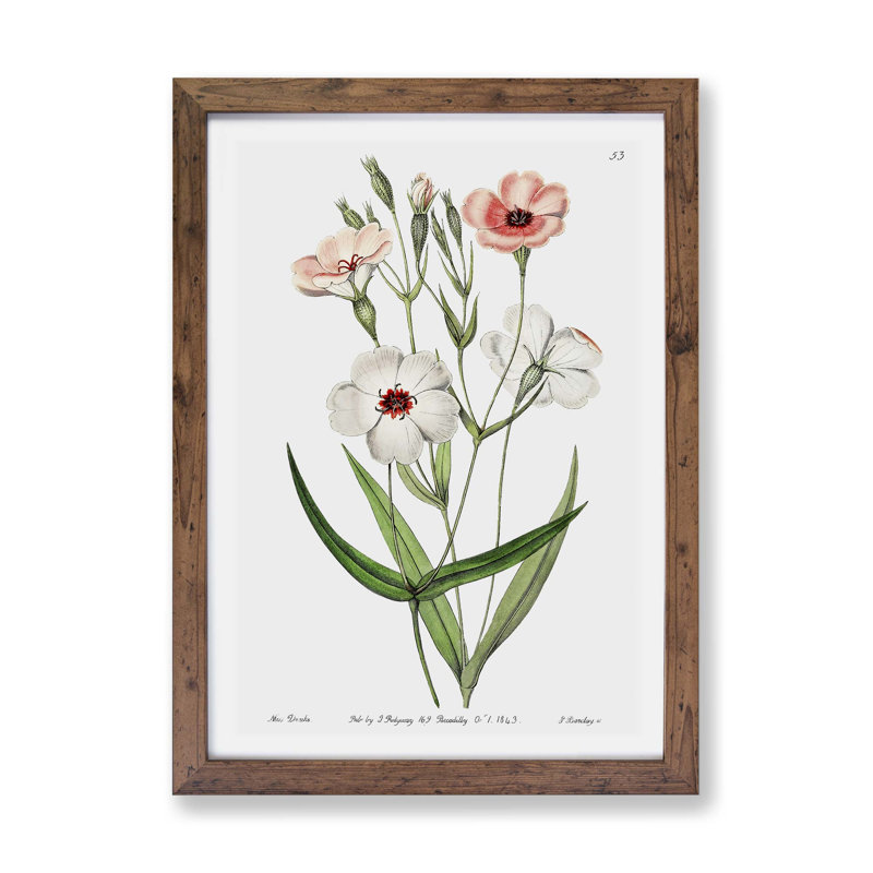 Viscaria Flowers - Single Picture Frame Painting, Walnut, 33cm H x 45cm W x 2cm D