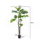170cm Plant