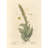 Mullein (1739)