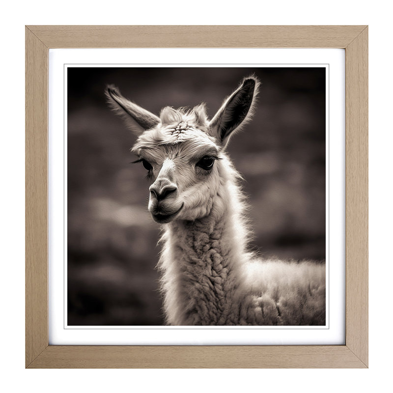 Llama Photograph - Framed Print, Oak