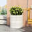 MGO PLANTER