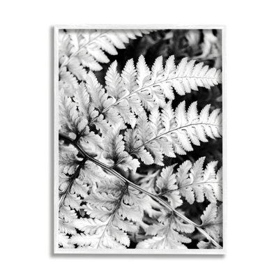 " Forest Fern Fronds High Contrast Black White " by Gail Peck