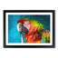Rainbow Macaw Parrot - Framed Print-56758303-56758304
