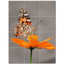 Butterfly Photo 12'' x 12'' Satin Ceramic Decorative Mural