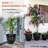 Pot Planter-1342262759