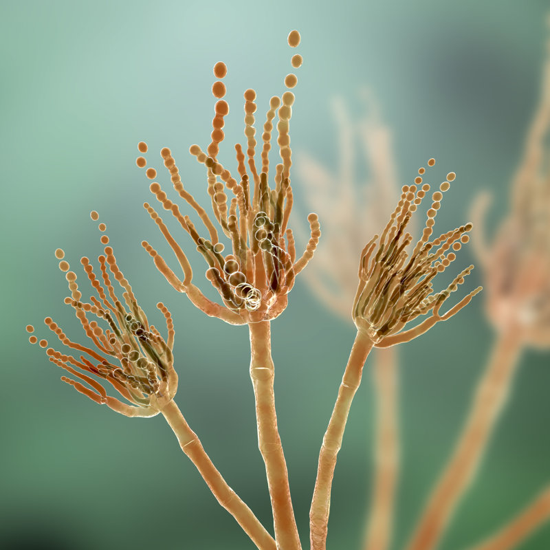 Idledale Fungi Penicillium par Dr_Microbe, H 20 po x l 20 po