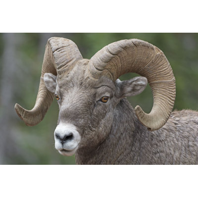 Big Horn Sheep - Photographie sur toile tendue