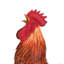 Cochin Cooster Decor 21 "- HAUT