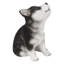 CHIOT SIBERIEN HUSKY PUPPY