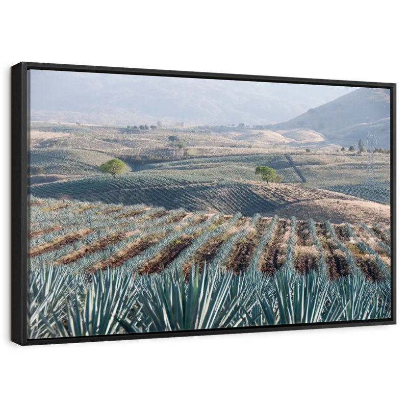 Téquila Jalisco Agave Field, Cadre flottant noir, 31 po x 21 po