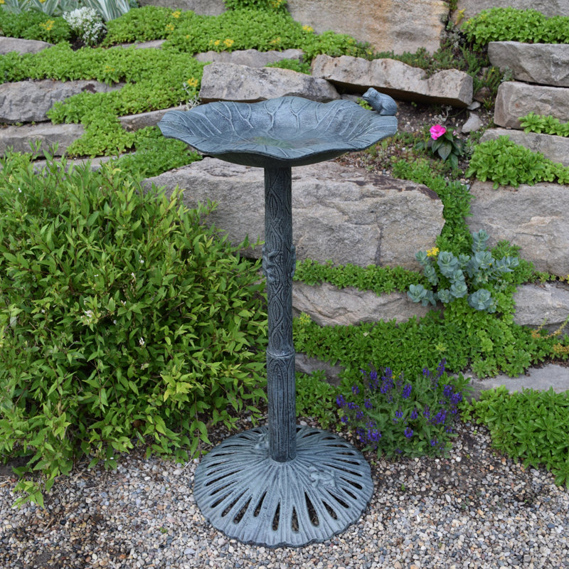 Bain d'oiseaux Ditmas Frog, Gris Verdi