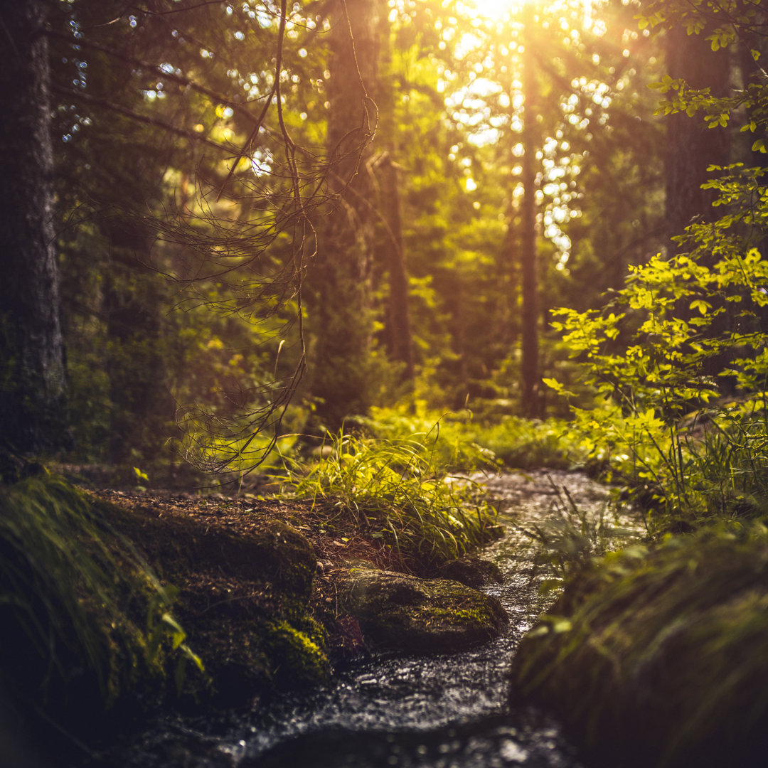 Fluss im Wald bei Sonnenuntergang von Da-kuk - Kunstdrucke auf Leinwand