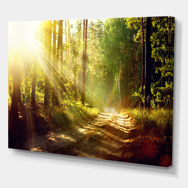 Sun Rays in Misty Old Forest - reproduction de photo sur toile, H 12 po x l 20 po x p 1 po, Toile tendue