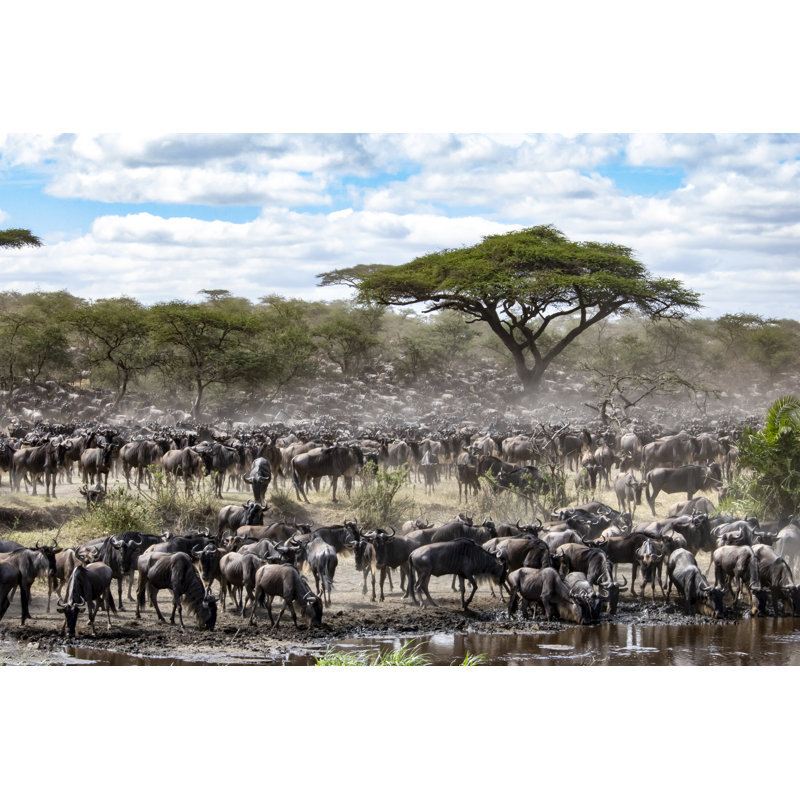 Gnous traversant une rivière en Tanzanie sur toile par Jorgefontestad, photographie, H 12 po x l 18 po x P 1,25 po