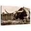 Brampt Sepia Longhorn