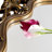 Console Table Mirror Set Antique Mirrored Glass Top Gold Frame