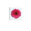 Art floral sur toile marguerite rose foncé et noir, décoration moderne de qualité supérieure, 24 x 24 po