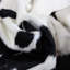 Cowhide Rug Black And White