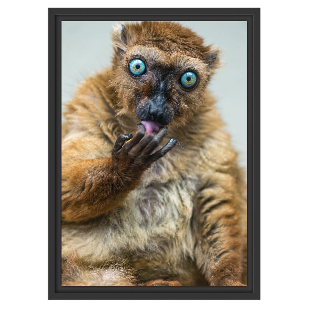 Blauäugiger Lemur Gerahmter Kunstdruck