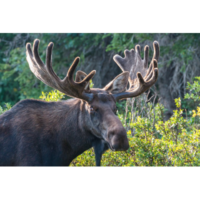 Shiras Moose by Gary Gray - Wrapped Canvas Print