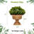 11'' Faux Cypress Topiary in Pot