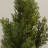 Faux Cedar Tree in Pot-33247202
