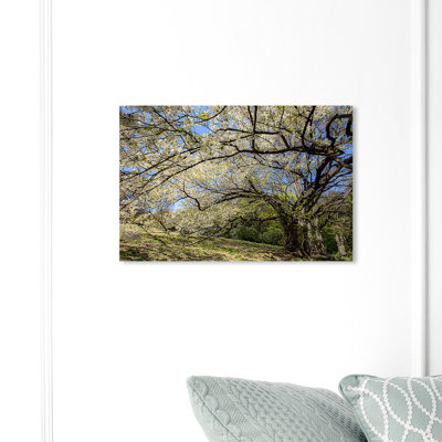 Floral And Botanical Curro Cardenal Under The Evergreen Forests - Print