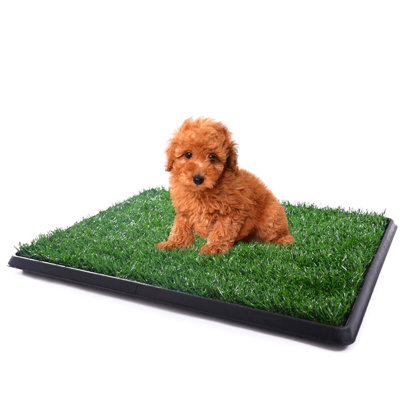 Tucker Murphy Pet™ Artificial Grass Pet Turf