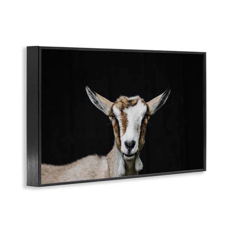 Estampe de chèvre sur giclée noire, design par Amy Carroll, H 12 po x l 18 po, Giclée encadrée noir minuit