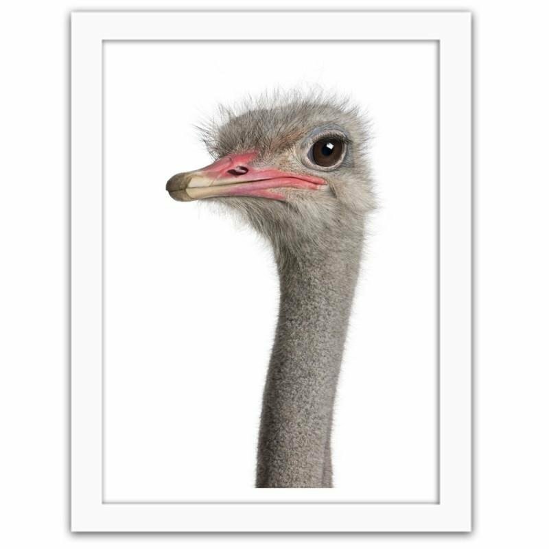 Gerahmter Fotodruck The Ostrich Head