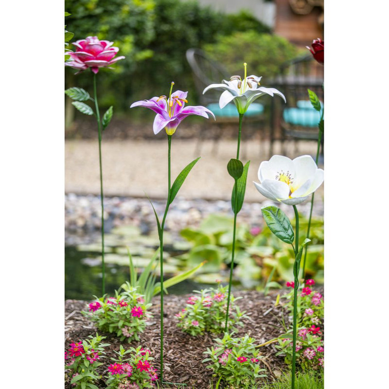Lily de jardin, Mauve
