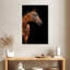 Cheval étalon Brampt Bay-108437538