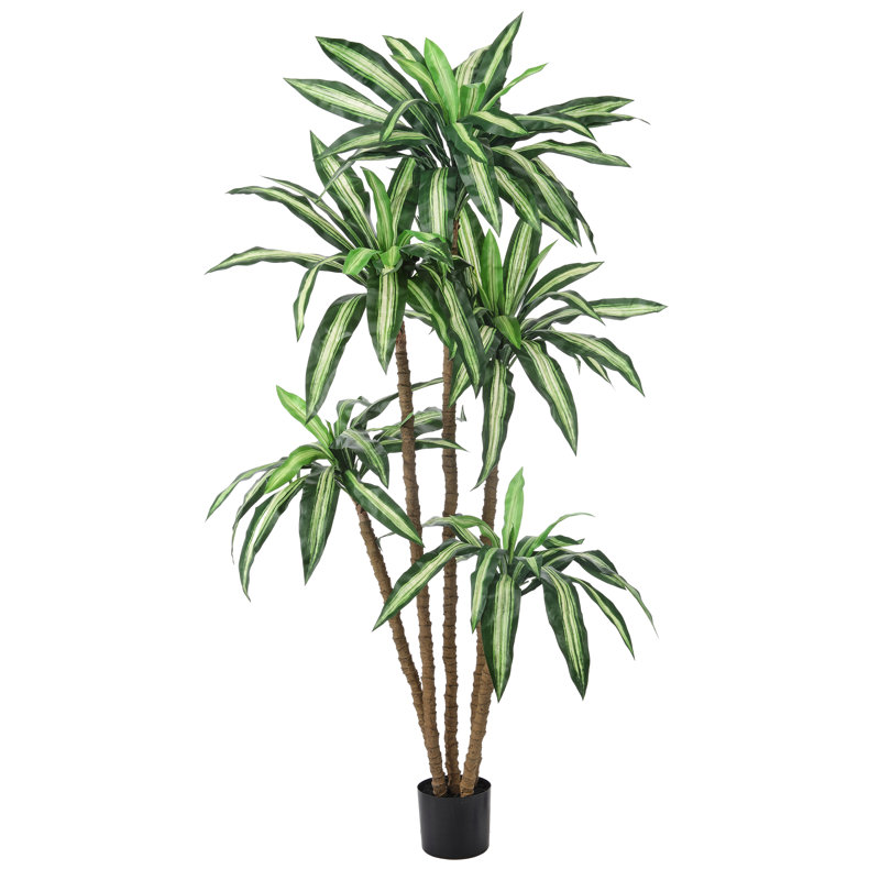 Arbre Dracaena Marginata en pot 6 pi UV