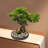 Artificial Bonsai Pine Tree, Realistic Desktop Faux Plant with Pebbles