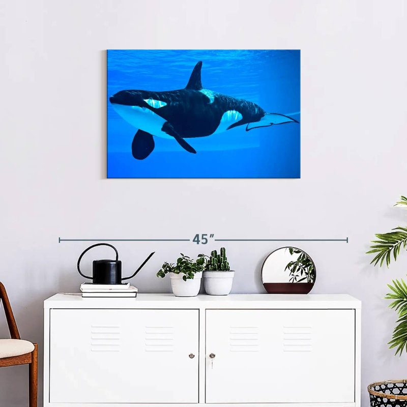 Brampt Friendly Killer Whale, 20" H x 30" W