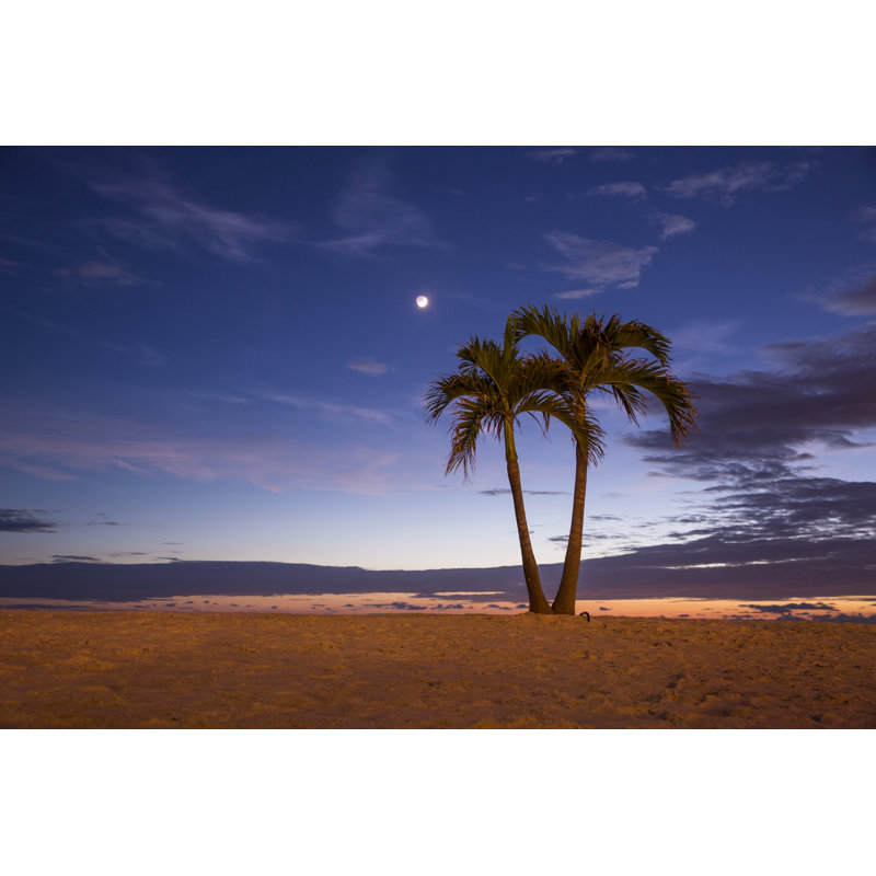 «Palm Tree at the Shoreline» par Emrekayalar - photographie sur toile tendue, H 8 po x l 12 po