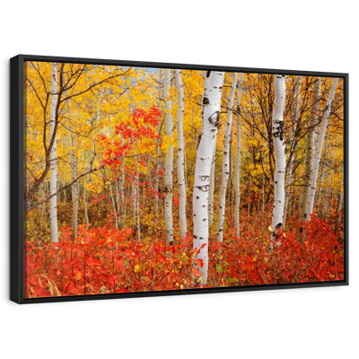 Bouleaux d'automne