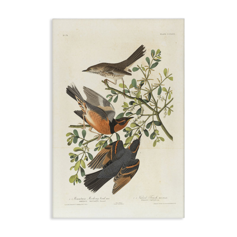 «Classic Audubon Bird Study», art mural sur toile par one1000paintings, H 24 po x l 16 po