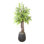 Manila Mountain Fern Tree in Fiberstone Pot