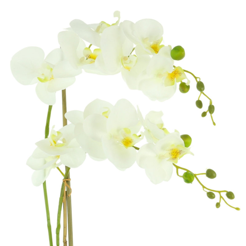 Orchid Arrangement in Fiberstone Pot with Moss