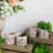 Set Of 4 Sand And Cement Planters With Botanical Motifs