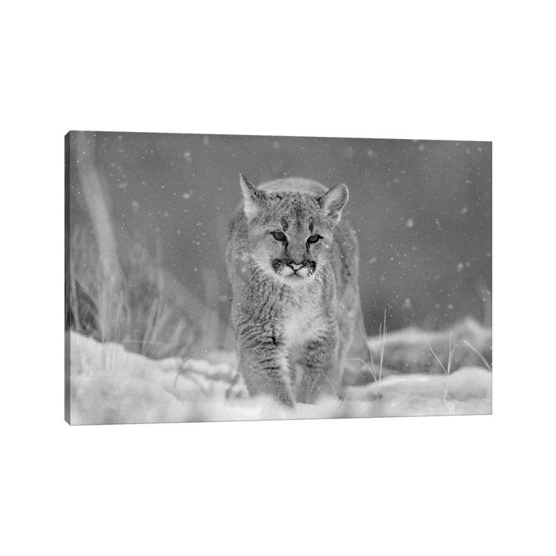Mountain Lion Cub In Winter by Tim Fitzharris - Wrapped Canvas Gallery-Wrapped Canvas Giclée, 20.32 cm H x 30.48 cm W