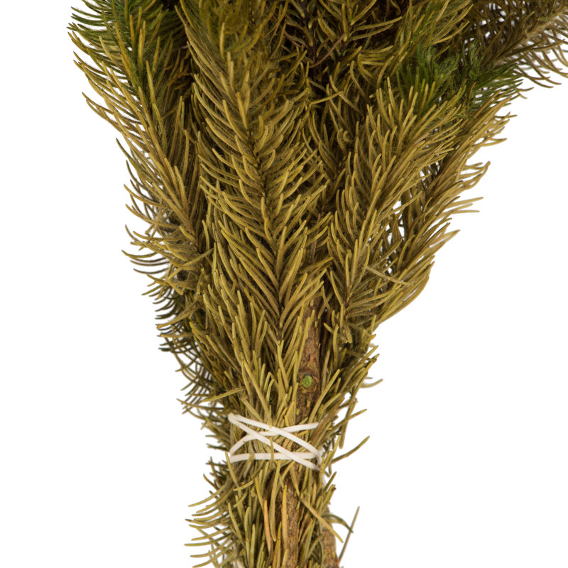 Brunia Stem Bundle, Preserved Brunia Stem Bundle, Preserved, Yellow
