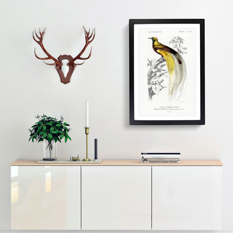 Bird Of Paradise by Charles D' Orbigny - Single Picture Frame Painting, Black Framed, 63cm H x 45cm W x 2cm D