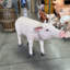 Statue de bébé cochon debout taille réelle