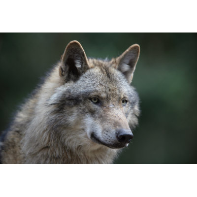 European Wolf by Ehlers - Wrapped Canvas Print