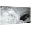 "Dark Ranunculus I B" Frameless Free Floating Reverse Printed Tempered Art Glass Wall Art