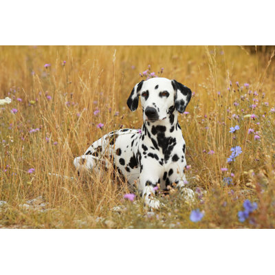Dalmatian Dog - Wrapped Canvas Print